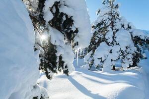 majestätisch Kiefer Wald gebadet im Sonnenlicht auf schneebedeckt Berge. foto