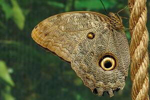 Makro schön Schmetterling Kaligo memnon foto