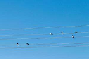 Vögel sitzen auf elektrisch Drähte gegen das Blau Himmel foto