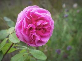 rosa Rosenblüte blüht in einem Garten, Sorte Gertrude jekyll foto