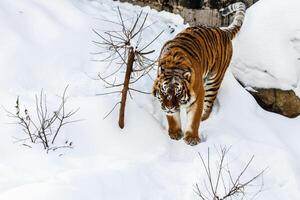 schön Panthera Tigris auf ein schneebedeckt Straße foto