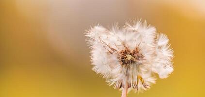 Grün Sommer- Wiese mit Löwenzahn beim Sonnenuntergang. Natur Hintergrund. abstrakt Löwenzahn Blume Hintergrund. Blumen- Makro Nahaufnahme. Jahrgang Stil Fantasie verträumt verschwommen natürlich schön Feld Hintergrund foto