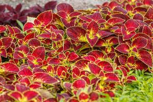 Herbst schön Gebüsch Pflanzen Coleus lila foto