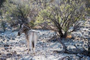 Schönes Zebra in der Nähe einiger Bäume im Etosha-Nationalpark, Namibia foto