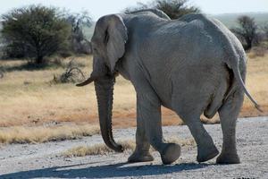 großer afrikanischer Elefant, der eine Straße überquert. Etosha Nationalpark, Namibia foto