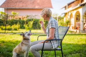 glücklich Senior Frau genießt Fütterung ihr schön heiser Hund im Hof. foto