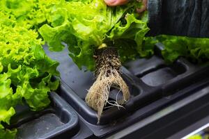 Bett mit anders Typen von Kopfsalat, Gemüse Garten, Vertikale. hoch Qualität Foto