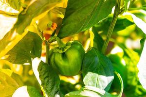 Grün Glocke Pfeffer hängend auf Baum im das Plantage, können Sein gegessen frisch oder gekocht. hoch Qualität Foto