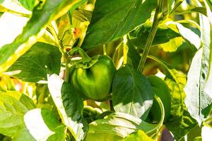 Grün Glocke Pfeffer hängend auf Baum im das Plantage, können Sein gegessen frisch oder gekocht. hoch Qualität Foto