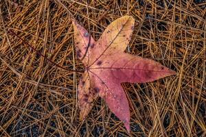 gefallen bunt Blatt Nahansicht foto