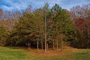 Cluster von Bäume im Herbst foto