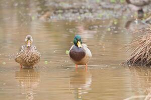 weiblich und männlich Stockente zusammen foto