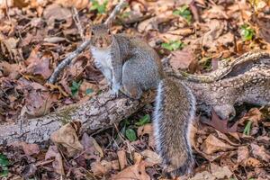 grau Eichhörnchen posieren foto