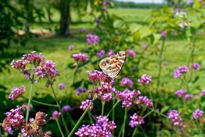 gemalt Dame Schmetterling auf ein Blume foto