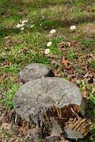 Weiß Gänseblümchen wachsend um Baum Stümpfe foto