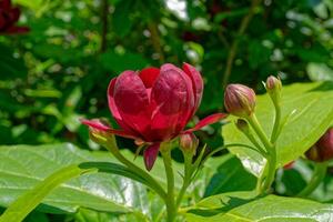 Süßstrauch Blume Nahansicht Aussicht foto