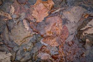 Blätter unter Wasser im ein Bach foto