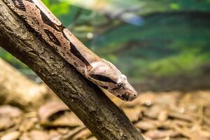 Boa Constrictor Schlange Abonnieren im schließen oben foto