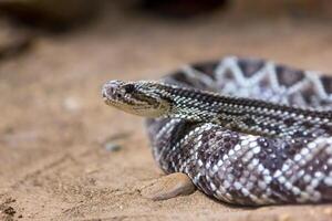 Klapperschlange, crotalus atrox. Western Diamantrücken. gefährlich Schlange. foto