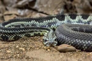 Klapperschlange, crotalus atrox. Western Diamantrücken. gefährlich Schlange. foto