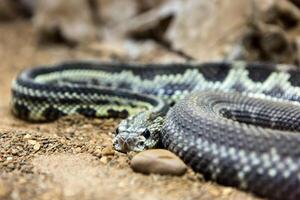 Klapperschlange, crotalus atrox. Western Diamantrücken. gefährlich Schlange. foto