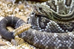 Klapperschlange, crotalus atrox. Western Diamantrücken. gefährlich Schlange. foto