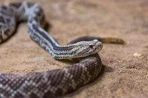 Klapperschlange, crotalus atrox. Western Diamantrücken. gefährlich Schlange. foto