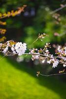 Kirsche blühen beim koishikawa Abonnieren Park im Tokyo Handheld Nahansicht foto