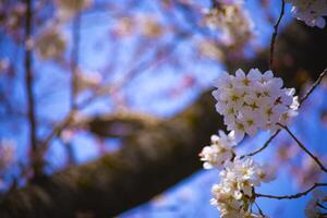 Kirsche blühen beim koishikawa Abonnieren Park im Tokyo Handheld Nahansicht foto