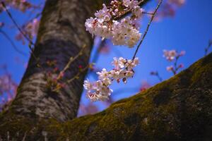 Kirsche blühen beim koishikawa Abonnieren Park im Tokyo Handheld Nahansicht foto