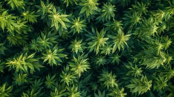 oben Aussicht Cannabis Blatt Pflanzen produzieren dicht Wachstum Indica Rasse foto