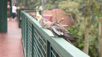 ein klein Papagei Vogel Das ist in erster Linie gefunden im Voliere foto