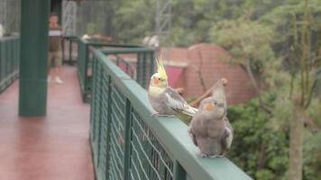 ein klein Papagei Vogel Das ist in erster Linie gefunden im Voliere foto