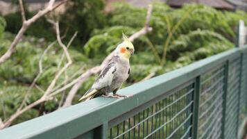 ein klein Papagei Vogel Das ist in erster Linie gefunden im Voliere foto