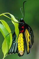 Makro schön Schmetterling Troiden Radamanthus foto