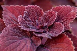 Herbst schön Gebüsch Pflanzen Coleus lila foto