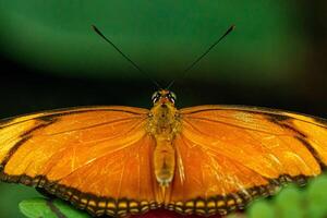 Makro schön Schmetterling Orange foto