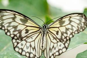 Makro schön Schmetterling Idee Leukonoe foto