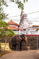 sri Lanka Tempel Elefant Elefant Fahrten Bentota Strand sri lanka. foto