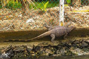 groß Monitor Eidechse im tropisch Natur Bentota Strand sri lanka. foto