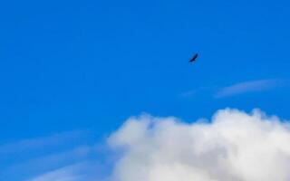 fliegend Geier Adler Vogel von Beute im Blau Himmel Mexiko. foto