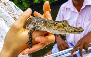 Baby Krokodil von das Mangroven im Hand im sri lanka. foto