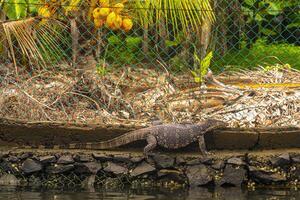 groß Monitor Eidechse im tropisch Natur Bentota Strand sri lanka. foto