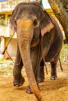 sri Lanka Tempel Elefant Elefant Fahrten Bentota Strand sri lanka. foto