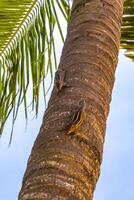 Streifenhörnchen Eichhörnchen steigen ein Palme Baum Bentota Strand sri lanka. foto