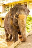 sri Lanka Tempel Elefant Elefant Fahrten Bentota Strand sri lanka. foto