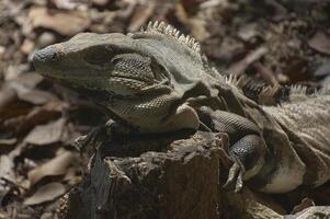 grüner Leguan im Unterholz foto