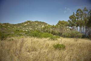 Buschland und getrocknetes Gras im Süden Sardiniens. foto