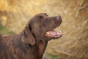 Labrador Hund Porträt foto