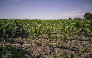 Maisfeld während der Wachstumsperiode 7 foto